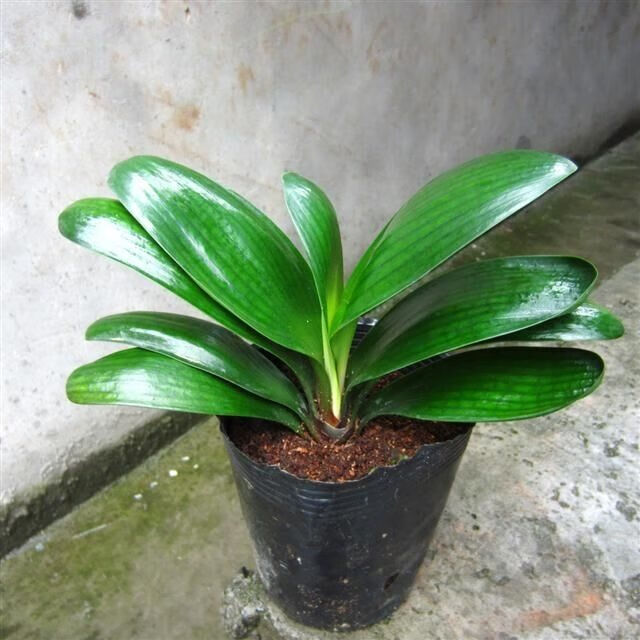 圆头和尚君子兰短叶君子兰精品圆头当年开花君子兰大苗宽叶和尚头