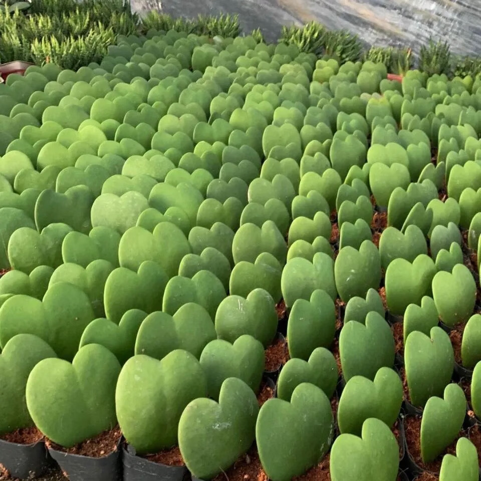 一片心桌面绿植小盆栽办公桌趣味多肉植物懒人情人520礼物一片心简易