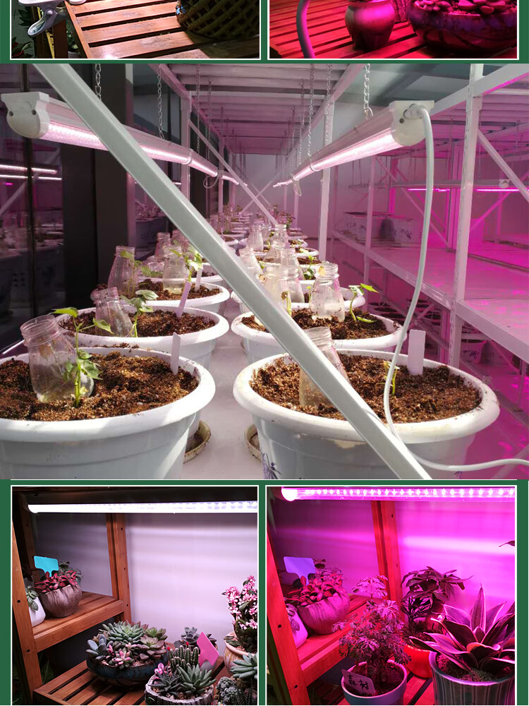 多肉植物增色补光灯 仿太阳光绿植光照灯室内家用上色led植物生长灯