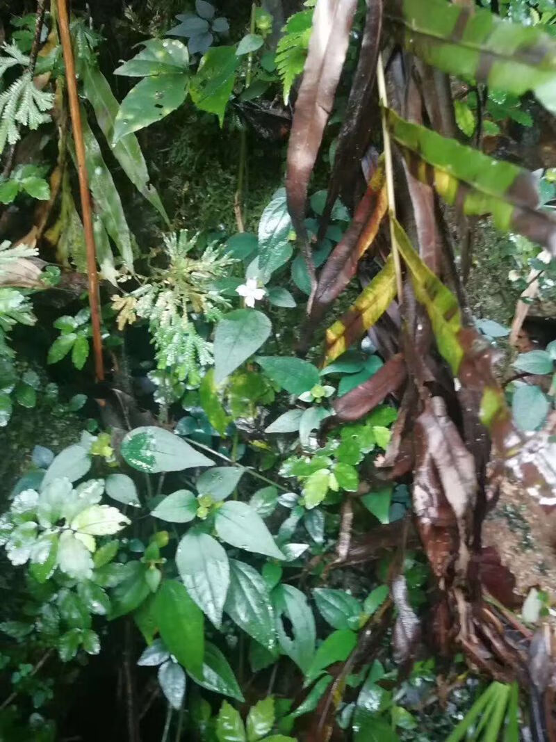 有仁堂福建新鲜风鼓草风柜斗草风谷草风骨草鲜品干品500克年货 干品