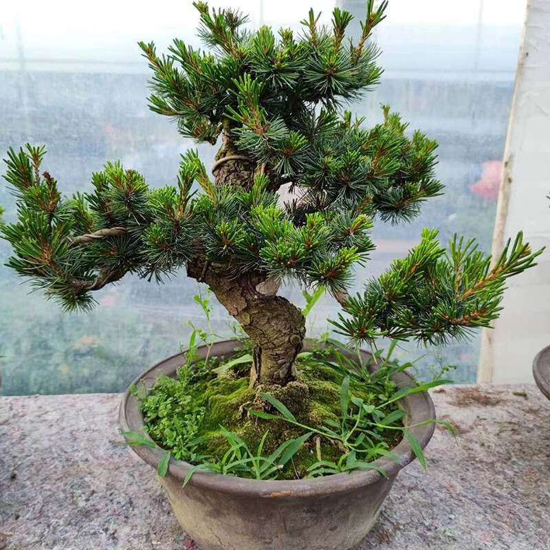 菜友 五针松杨梅大阪松盆景 定型老盆口老桩松树盆景 一物一拍002号
