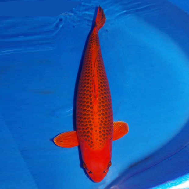 锦鲤活鱼纯种金银红松叶中小型观赏鱼耐活好养冷水鱼招财鱼风水鱼银