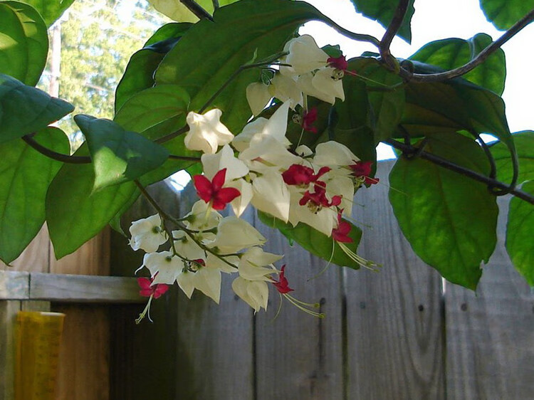 花卉绿植 四季带花 九龙麒麟 攀爬植物进化空气 白色龙吐珠20厘米高