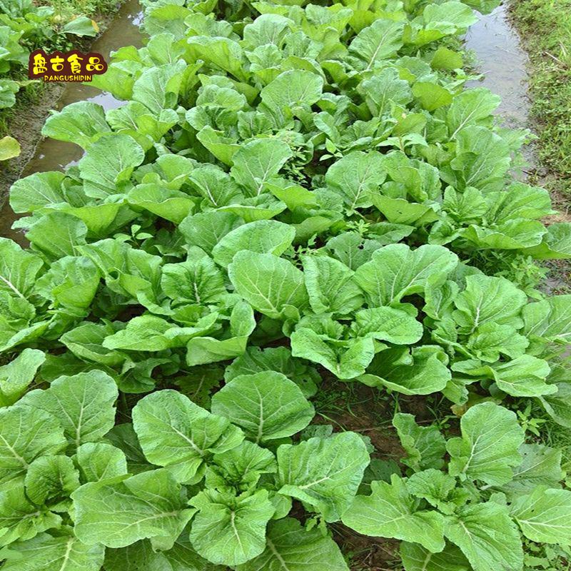 惠州矮陂甜梅菜干 梅菜农家腌菜甜 扣肉梅菜广东产甜梅菜芯 甜味1000