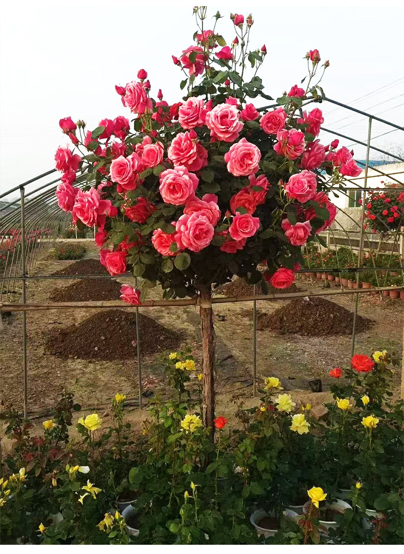 树桩月季花苗玫瑰花苗高杆嫁接树状月季室内外栽种大花特大花棒棒糖