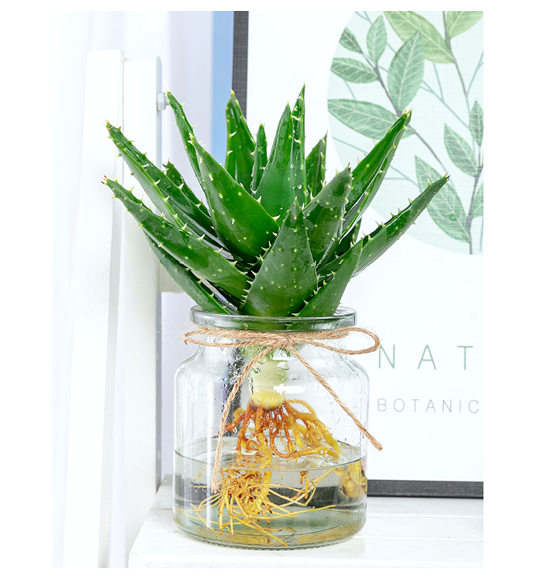 芦荟盆栽水培植物四季水养花卉好养绿植办公室桌面室内净化多肉wt09