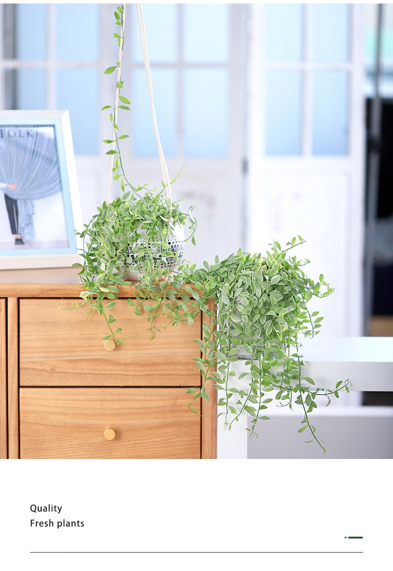 麦桑荷金边翡翠吊兰盆栽垂吊植物室内除甲醛花卉绿植长青常春藤净化