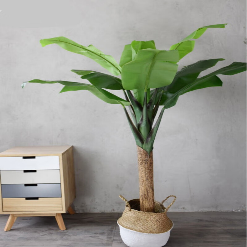 真植物树单干直杆芭蕉叶裂口芭蕉树欧式风情落地盆景1米9单干裂口芭蕉