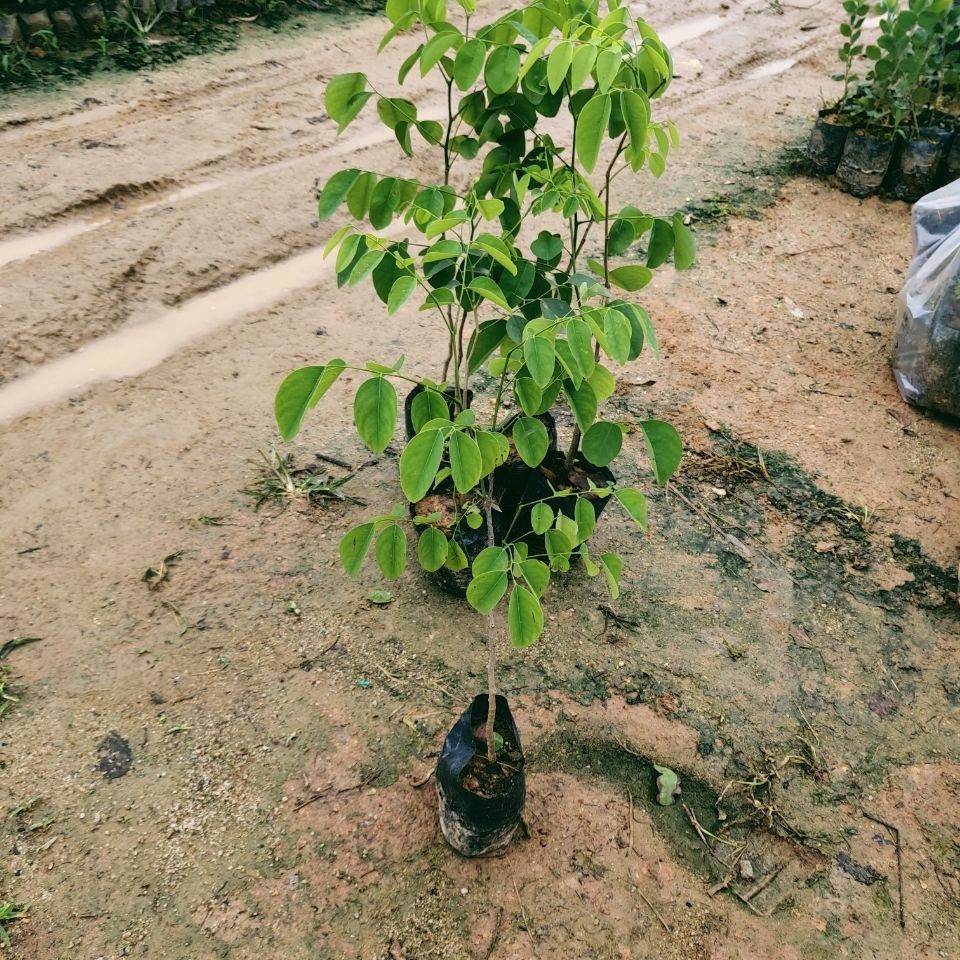 名贵珍稀树苗老挝大红酸枝苗交趾黄檀树苗酸枝木苗苗木庭院树苗120一