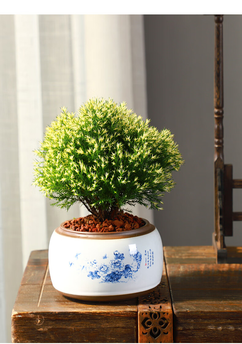 黄金雾松盆栽盆景植物室外室内绿植好养活办公室四季摆件松树造景秋颖