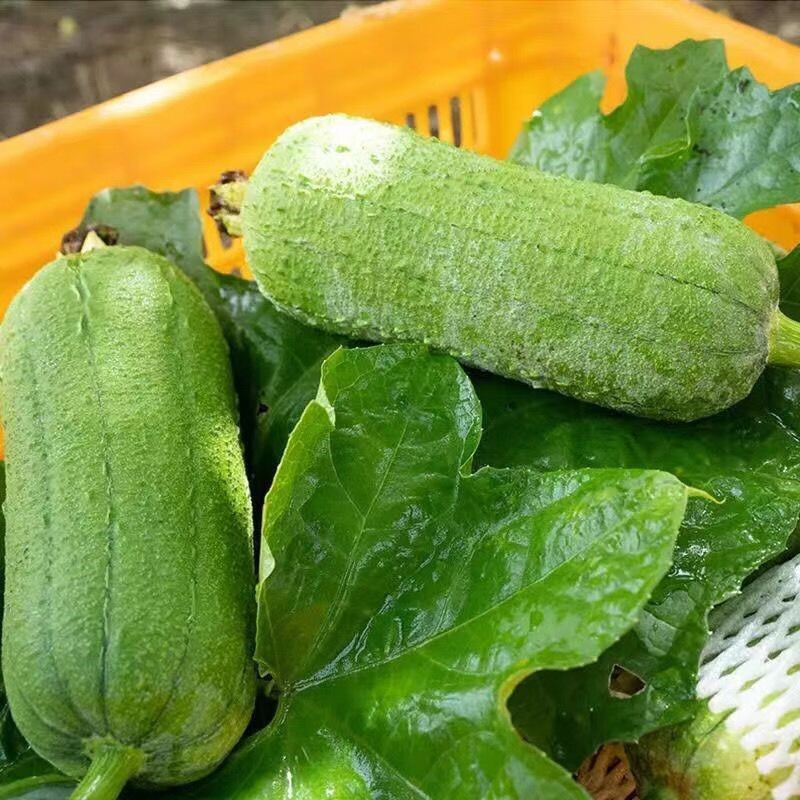 丝瓜新鲜肉丝瓜短棒香丝瓜福建农家蔬菜现摘1/3/5斤丝瓜批发 3斤新鲜