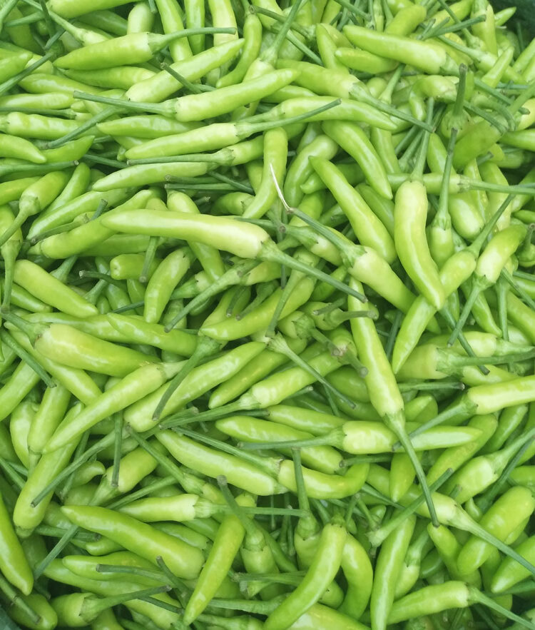 新鲜广西白米椒特辣小米辣泡椒白色辣椒3斤5斤 3斤装