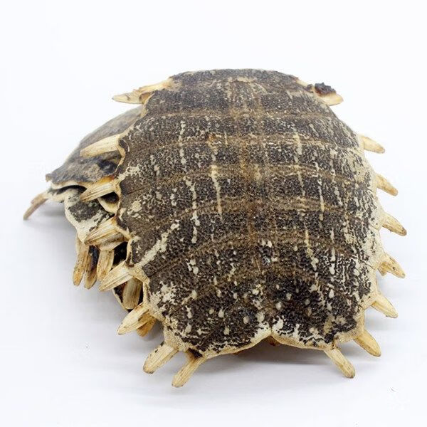 炙鳖甲中材 醋鳖甲制鳖甲甲鱼壳250g全上甲盖不掺下甲/龟板 生鳖甲