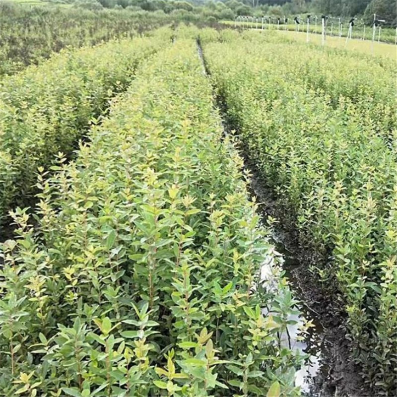 文静花坊蓝靛果树苗羊奶果黑瞎子蓝锭果苗山茄子果苗盆栽地栽南北方