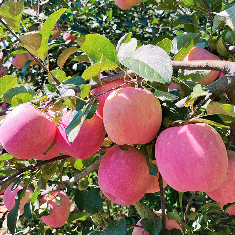 陕西旬邑县新品种蜜脆苹果皮薄汁水多脆甜微酸 5斤【图片 价格 品牌