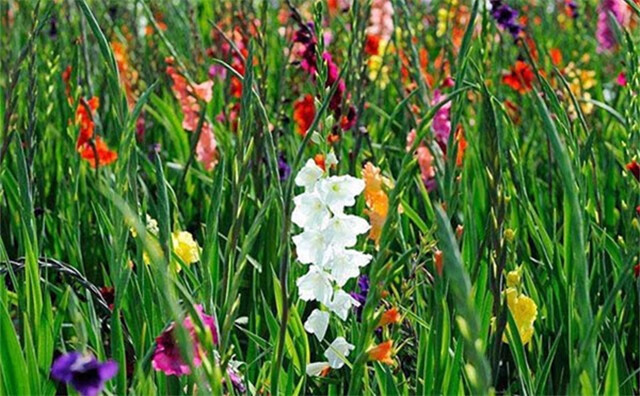 波思菊宿根花卉种子剑兰种球根苗庭院花种子唐菖蒲种球根菖兰盆栽花卉