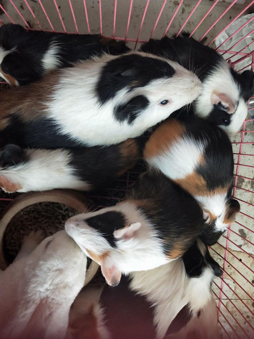 宠物荷兰猪荷兰鼠荷兰兔豚鼠活体饲料花毛豚活物彩豚黑豚包活 黑白色