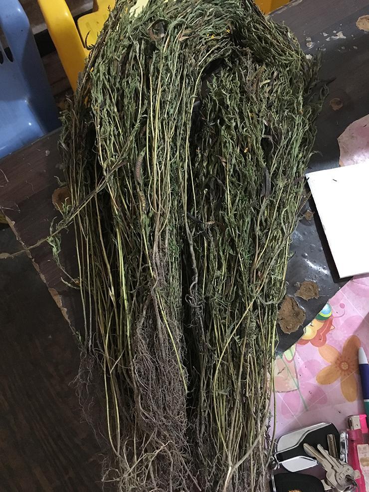 中药材铁甲草 益肝草 软肝草中草药500克 【整颗】软肝草 一斤(500g)