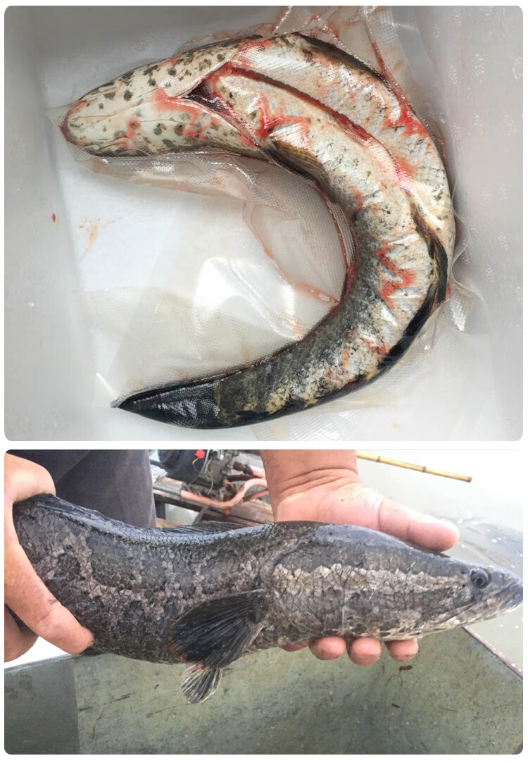 lism淡水魚生態土黑魚 烏魚 財魚 漁民野外捕獲自然生長鮮活魚現殺