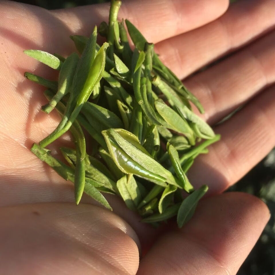 霍山正宗黄芽2022新茶春茶安徽黄茶250克浓香型雨前高山手工茶叶袋装