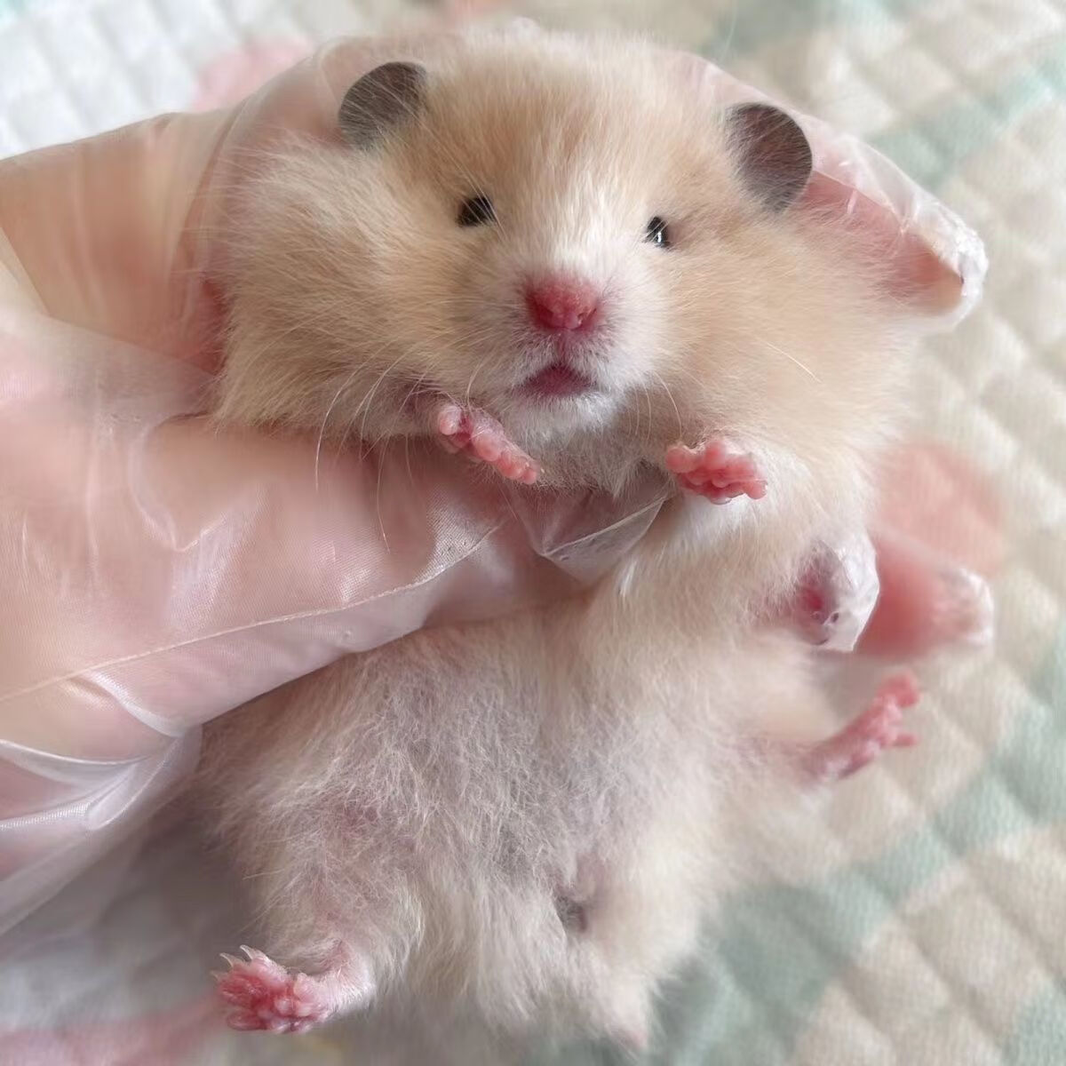 【自繁自养】长毛纯银金丝熊蜜色杂银金丝鸽灰长毛白熊米熊 萌系家养