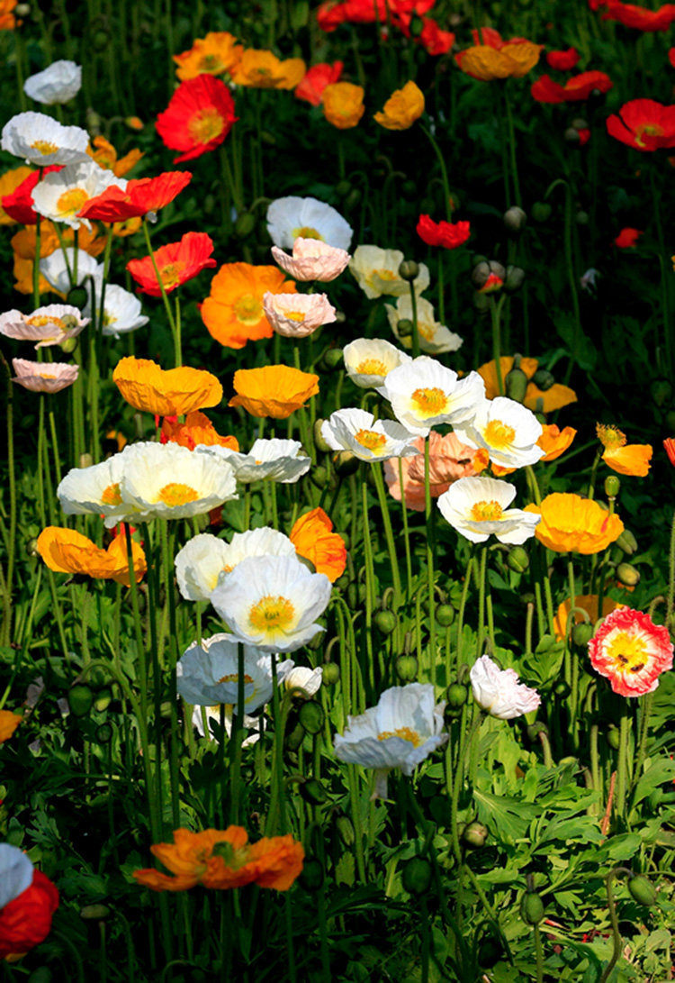 冰岛虞美人种子耐寒耐阴春秋播花种子景观花海四季种易活开花不断沐智
