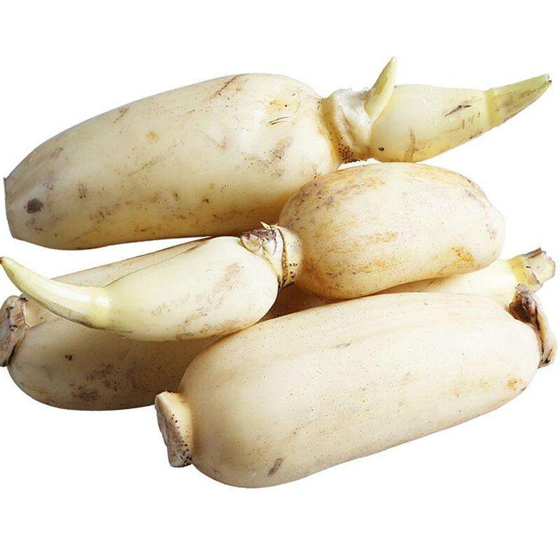 马踏湖鲜藕特产白莲藕凉拌藕生吃藕的水果新鲜脆藕现挖发货 2500g