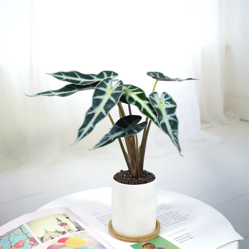 芊阙轻奢芊阙小仙女黑叶竹芋盆栽小型观音莲室内客厅办公桌面花卉摆件