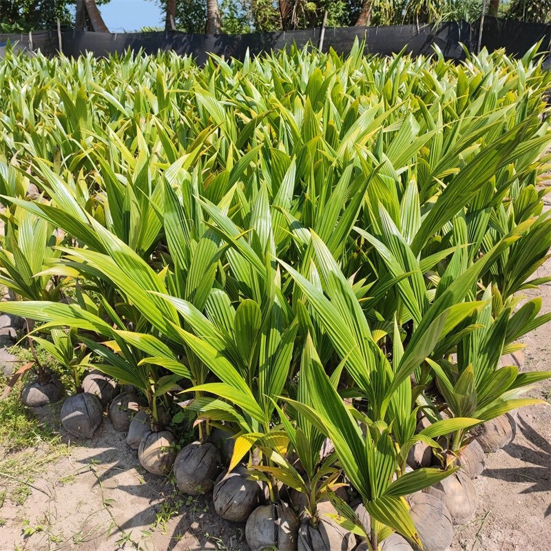 海南椰子苗绿植泰国矮种黄金椰红椰香水椰发芽带皮带壳青绿椰盆栽