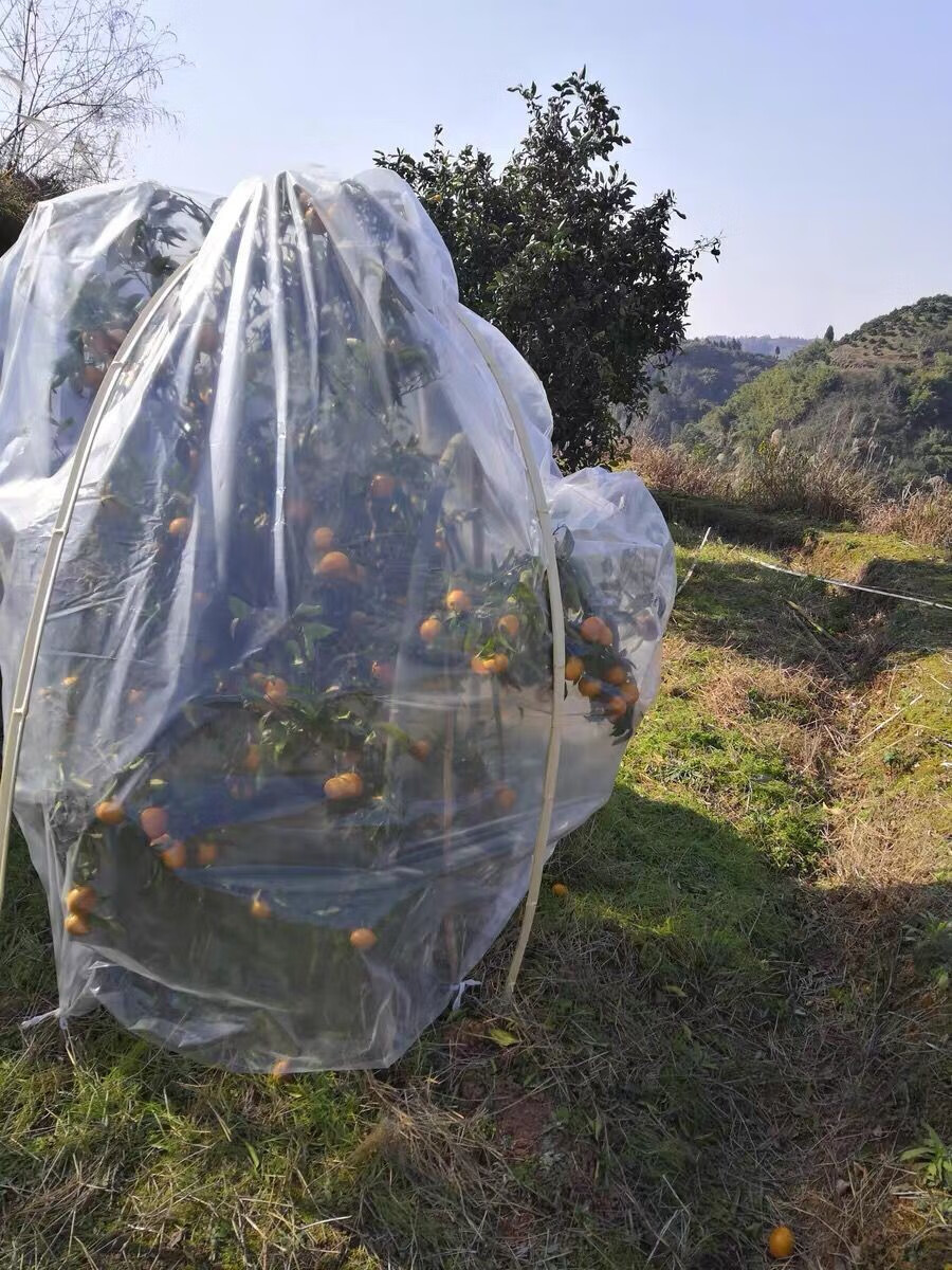 植物防冻保温罩 加厚塑料薄膜 花卉绿植盆栽过冬防冻保温膜袋植物冬季