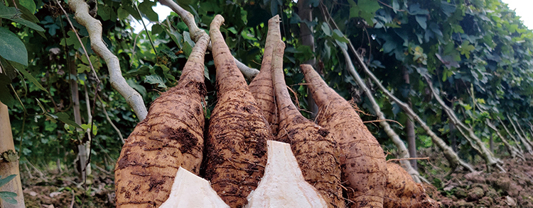 葛 现挖无渣生粉葛 农家葛粉根煲汤 3斤【图片 价格 品牌 报价】-京东