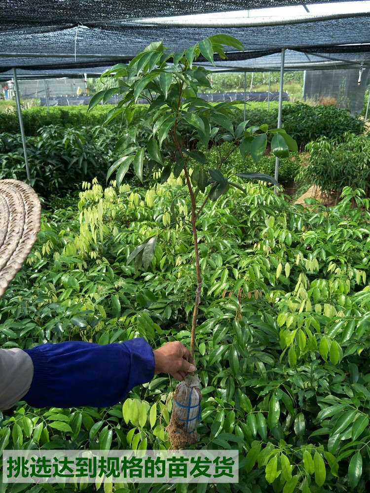 植物類別:果樹是否含花盆:不含盆品種:荔枝樹苗適用空間:農田,街道