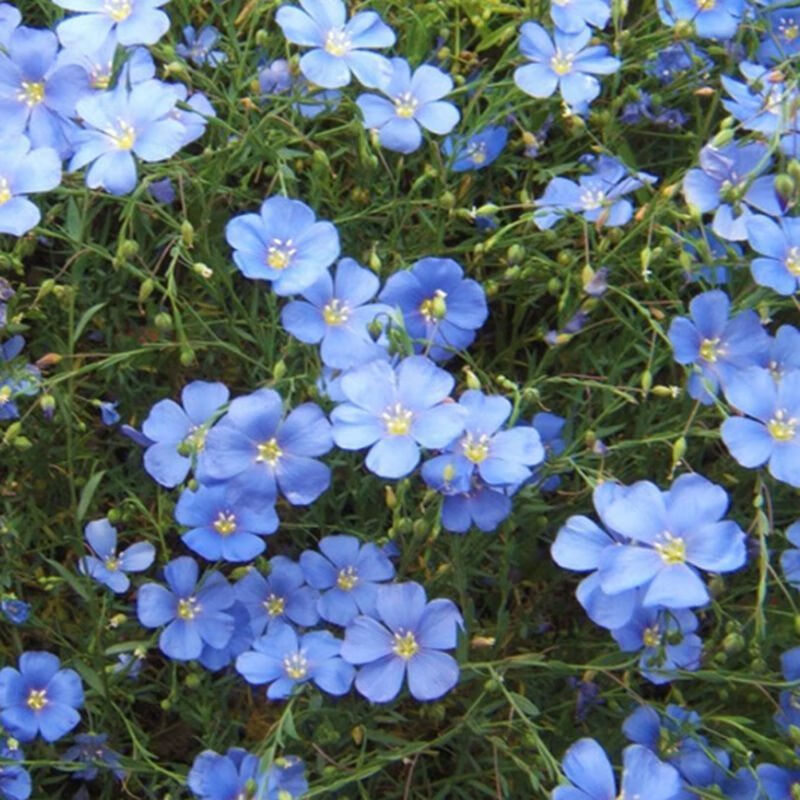 帥軒藍花亞麻花卉種子多年生宿根蘭花籽春夏播種易活陽臺庭院綠化盆栽