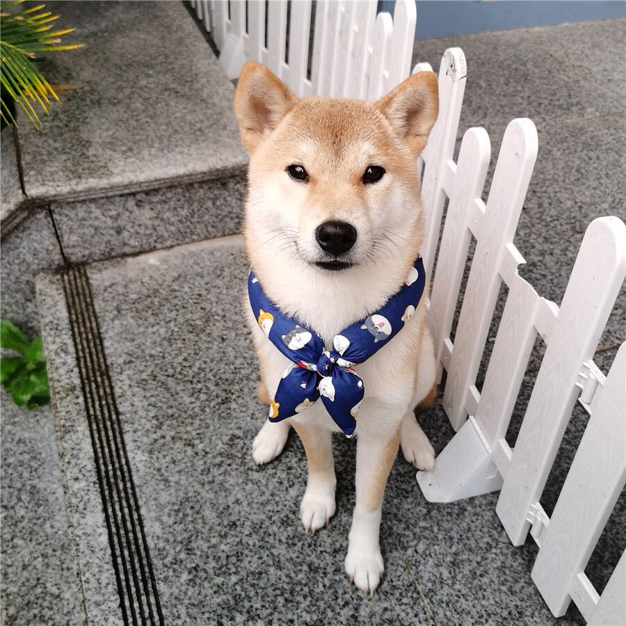 柴柴 唐草棉围巾和风日系泰迪柴犬围巾宠物猫咪狗狗配饰柠檬巾秋冬季