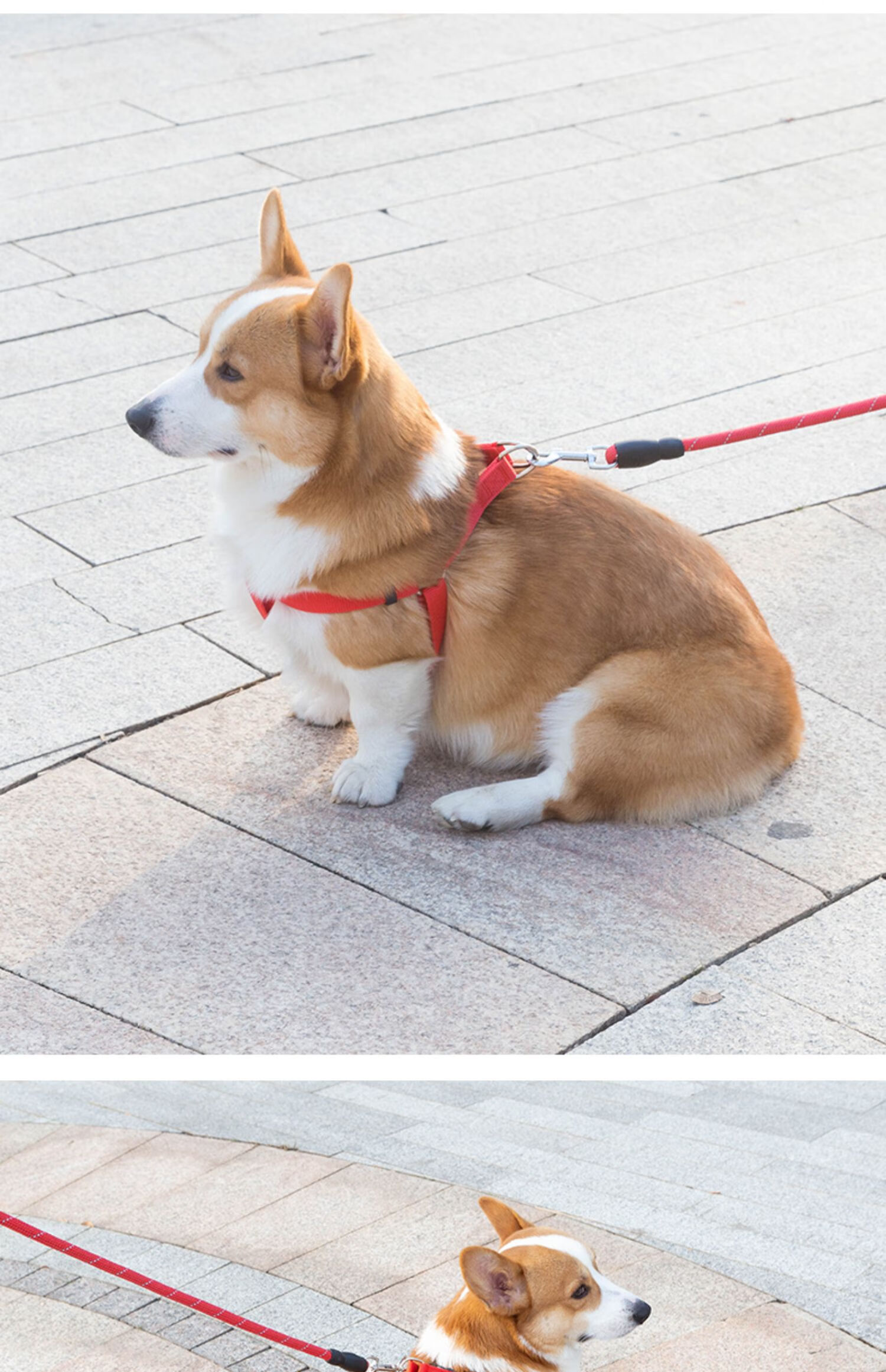 狗绳2米栓狗狗牵引绳遛狗绳泰迪大型中型小型犬宠物狗链子背心式