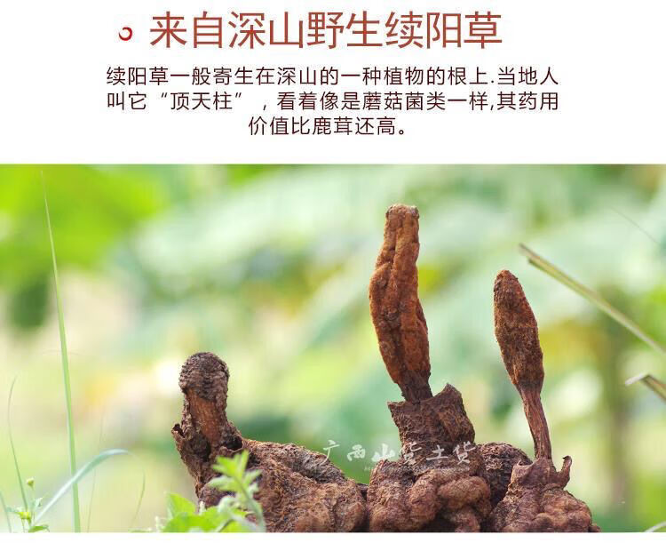 续阳草新货中药材回春草顶天柱锁阳男士泡酒料可打粉250克