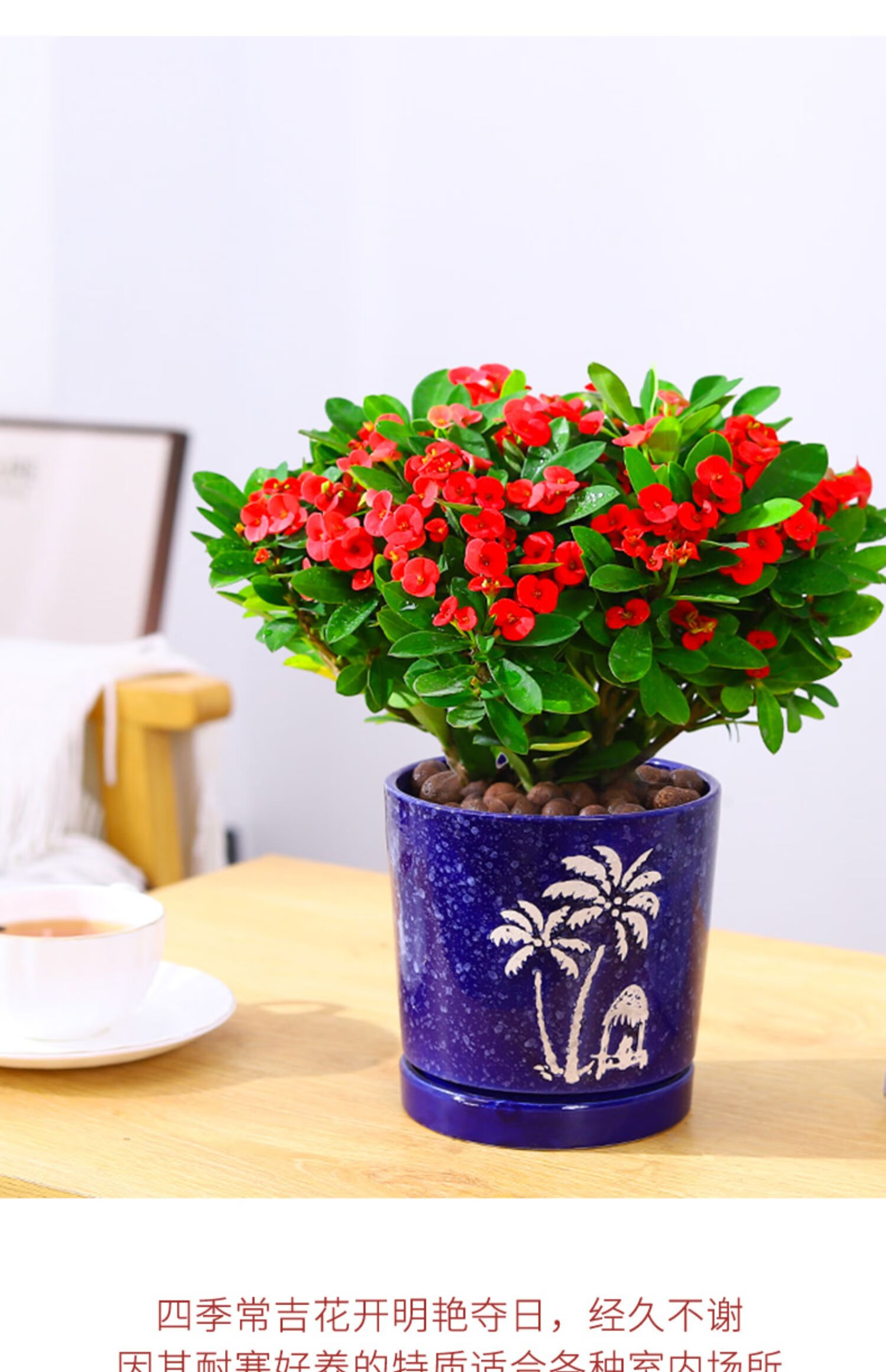 虎刺梅铁海棠花盆栽好养四季开花的花卉植物室内花办公室客厅绿植四盆