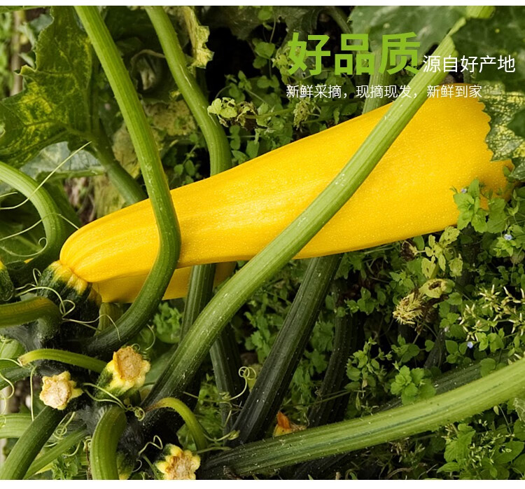 顺丰新鲜黄节瓜黄西葫芦茄瓜热炒凉拌食材500g