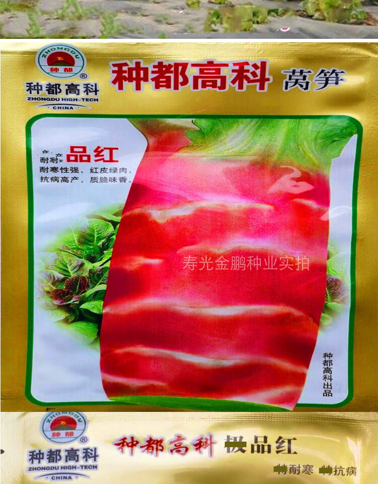 莴苣种子红皮莴苣种子红皮莴笋高产特色蔬菜种籽高产抗病菜研 状元红
