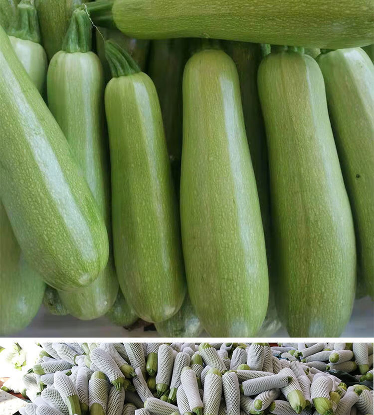 云南西葫芦生瓜三月小瓜番瓜倭茭瓜1/3/5斤当季新鲜蔬菜现摘现发 3斤