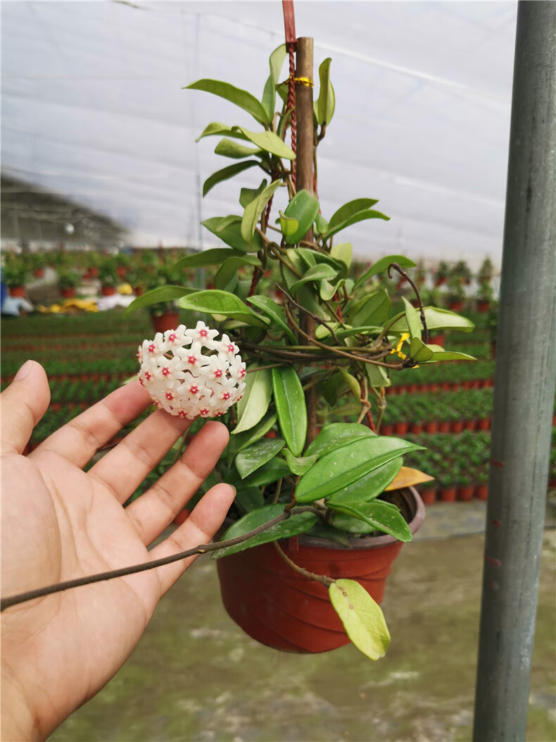 心葉球蘭花苗盆栽當年開花室內吊蘭植物垂吊客廳心葉球蘭整盆發貨好活