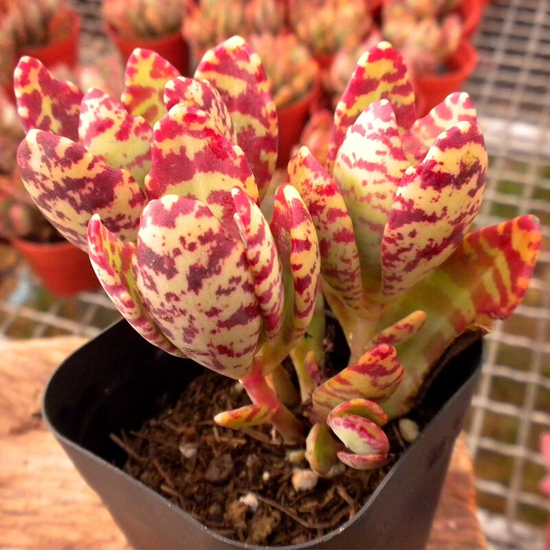 花络阁若歌诗照波因地卡枝干番杏多头群生的多肉植物若歌诗