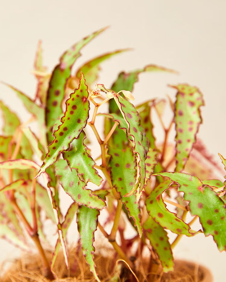 芊阙轻奢芊阙秋刀鱼秋海棠in风网红可爱桌面绿植盆栽室内阳台观叶植物