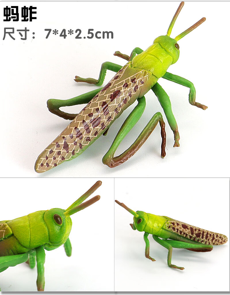 蚂蚱玩具仿真科教动物蚱蜢昆虫模型玩具蚂蚱蝗虫认知成长儿童教育礼物