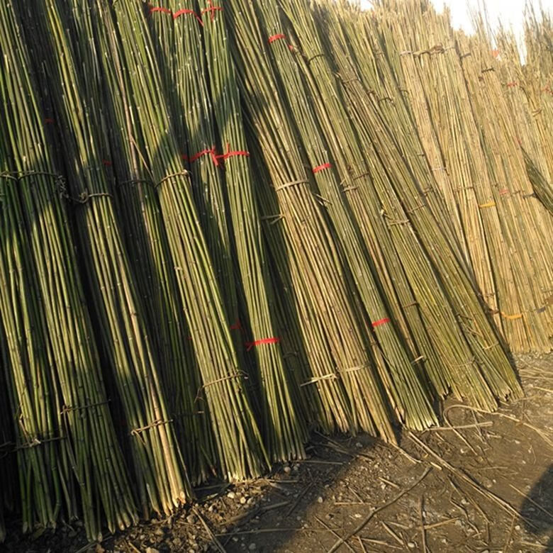 元井 批发细竹条竹竿黄瓜果豆角蔬菜园爬藤搭架竹子装饰防腐刀旗杆d5