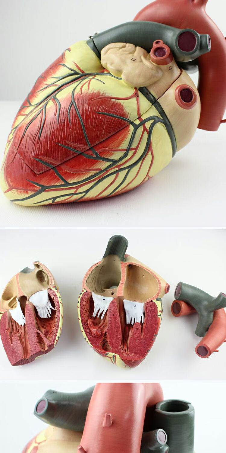 1:1人体心脏解剖模型 b彩 心脏模型 医学 自然大心脏教学 f款5倍放大