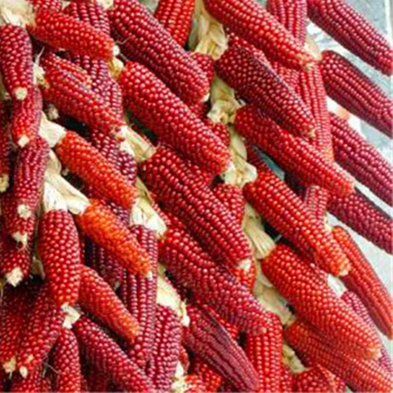 火凤凰红玉米种子红玉米粘棒子棒槌甜糯玉米杂粮种子大田基地原装彩包