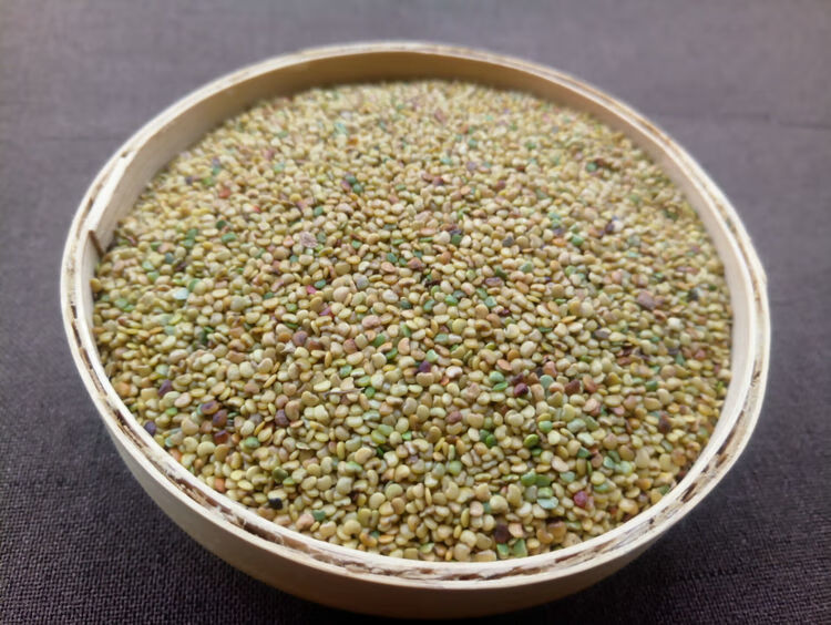 广金钱草种子 大叶金钱草种子 广西金钱草种子 中药材种子药用 广