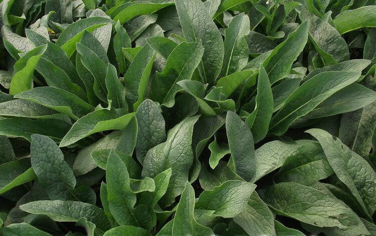 黎昕 俄罗斯饲料菜种根 四季青多年生聚合牧草子籽猪牛羊鸡鸭鹅鱼