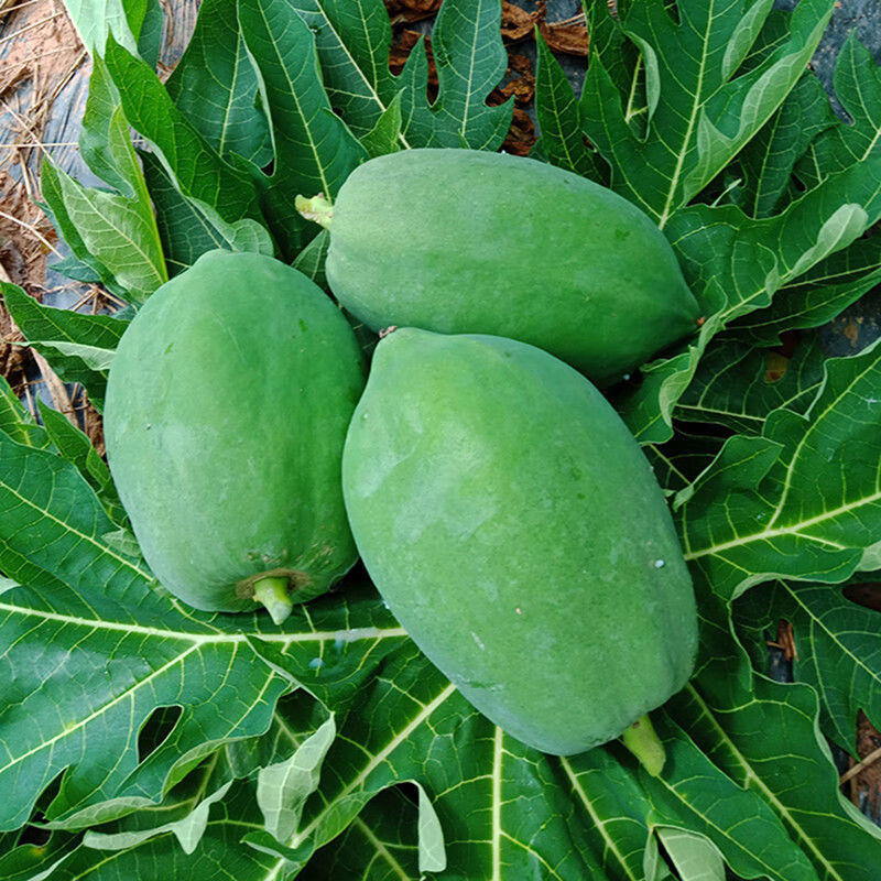 年货精选青木瓜生木瓜下奶木瓜番木瓜新鲜水果木瓜冰糖牛奶红心木瓜多